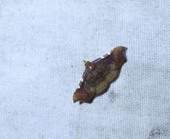 Corgatha dichionistis