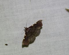 Corgatha dichionistis