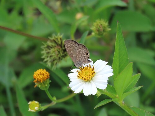 Tailless Lineblue photo 6