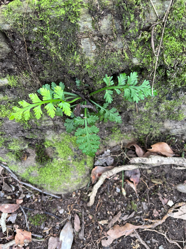 Asplenium rutifolium