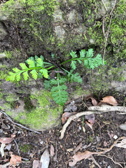 Asplenium rutifolium