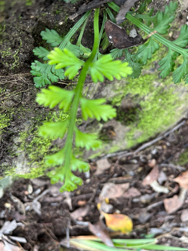 Asplenium rutifolium, photograph 2
