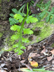 Asplenium rutifolium, photograph (c) Dave U, some rights reserved (CC BY-SA)