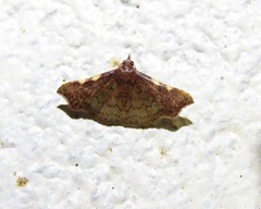 Corgatha dichionistis