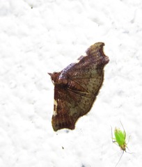 Corgatha dichionistis