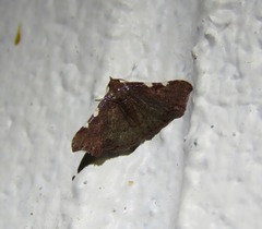 Corgatha dichionistis