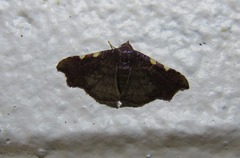 Corgatha dichionistis