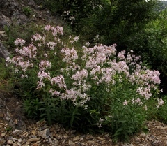 Saponaria officinalis