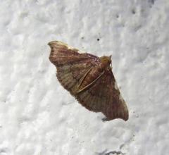 Corgatha dichionistis