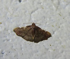 Corgatha dichionistis