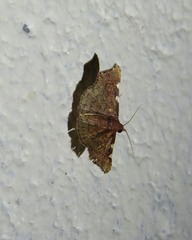 Corgatha dichionistis