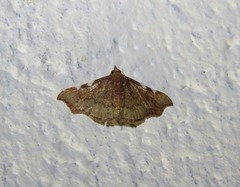 Corgatha dichionistis