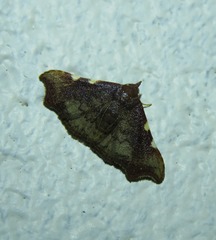 Corgatha dichionistis