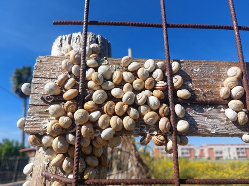 White Italian Snail