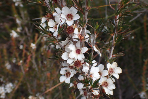 Leptospermum arachnoides, 2026-05-01