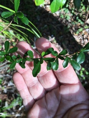 Graptophyllum excelsum