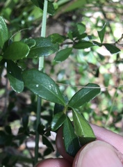 Graptophyllum excelsum