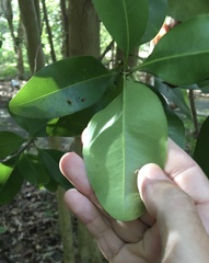 Xanthostemon oppositifolius