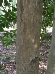 Xanthostemon oppositifolius