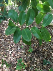 Xanthostemon oppositifolius