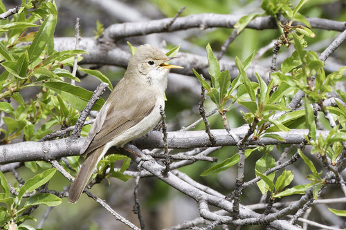Western Olivaceous Warbler