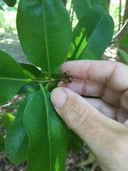 Xanthostemon oppositifolius
