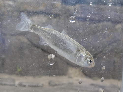 Mugil cephalus