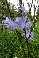 Cichorium intybus