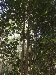 Xanthostemon oppositifolius