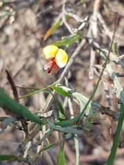 Bossiaea scolopendria