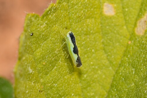 Austroasca histrionicula, 2026-03-31