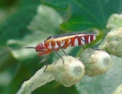 Dysdercus obscuratus