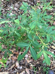 Cossinia australiana