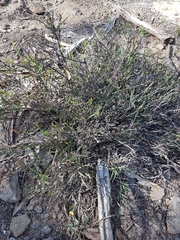 Bossiaea scolopendria