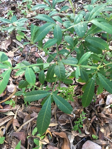 Cossinia australiana
