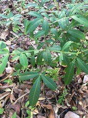 Cossinia australiana