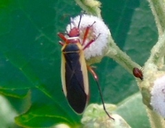 Dysdercus obscuratus