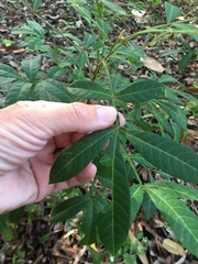 Cossinia australiana