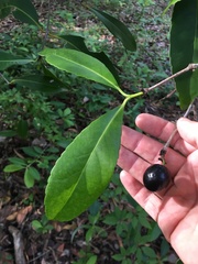 Elaeodendron melanocarpum