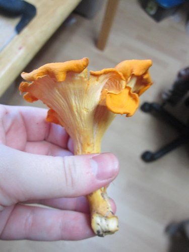 Smooth Chanterelle