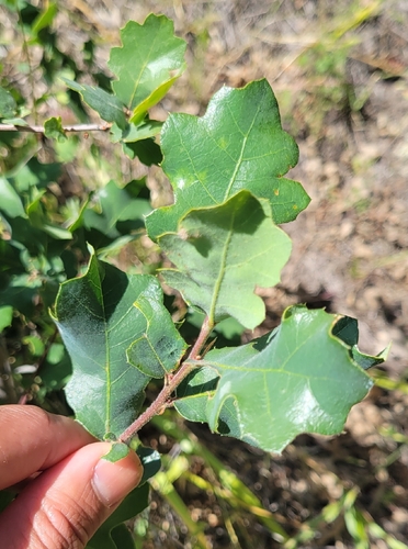 iNaturalist observation photo of Dumosae