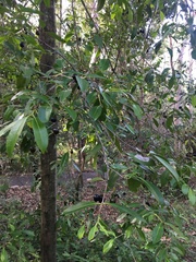 Elaeodendron melanocarpum