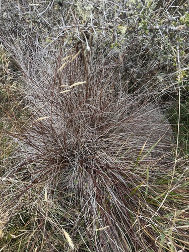 Schoenus pauciflorus, photograph 4