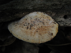 Truncospora ochroleuca