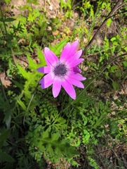 Anemone hortensis, photograph (c) Stefano Menchetti, some rights reserved (CC BY-SA)