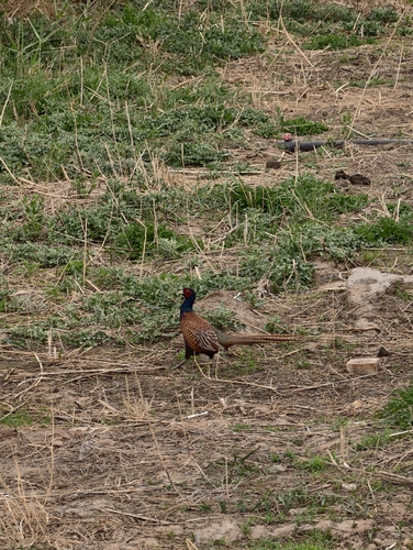 Tarim pheasant