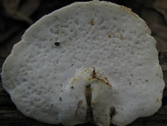 Truncospora ochroleuca