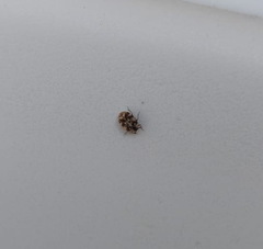 Anthrenus picturatus