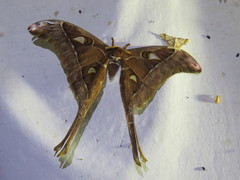 Coscinocera hercules