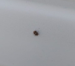 Anthrenus picturatus